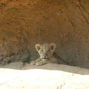 Zoo Atlanta - Lion Cub