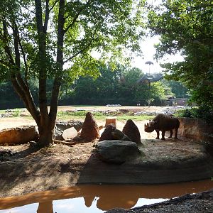 Zoo Atlanta - Black Rhino Exhibit