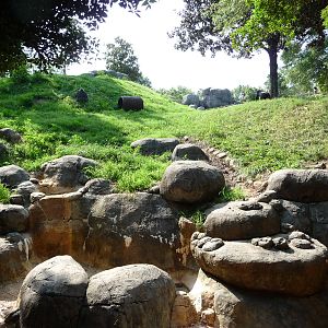 Zoo Atlanta - Gorilla Exhibit