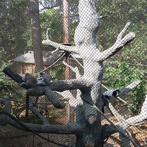Zoo Atlanta - Lemur Exhibit