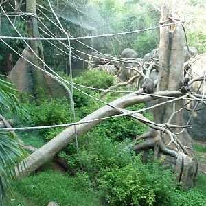 Zoo Atlanta - Monkey Exhibit