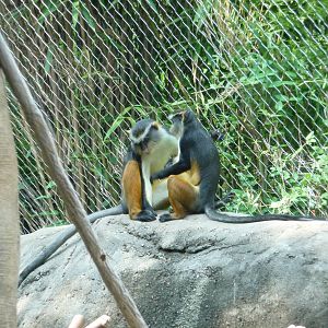 Zoo Atlanta - Wolf's Guenons