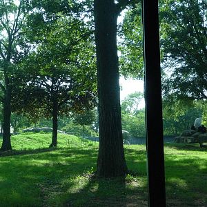 Zoo Atlanta - Gorilla Exhibit