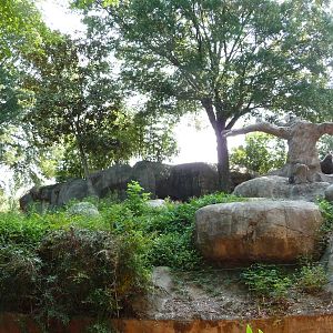 Zoo Atlanta - Gorilla Exhibit
