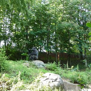 Zoo Atlanta - Gorilla Exhibit