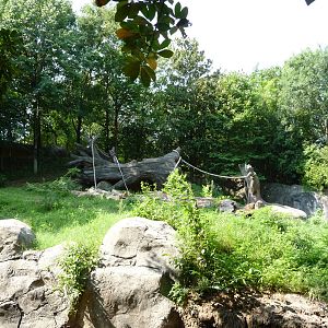 Zoo Atlanta - Gorilla Exhibit