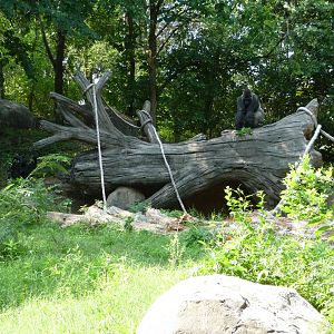 Zoo Atlanta - Gorilla Exhibit