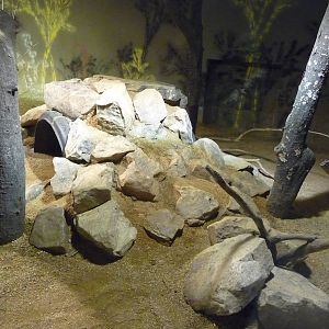 Zoo Atlanta - Iguana Exhibit