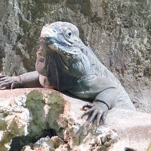 Zoo Atlanta - Iguana