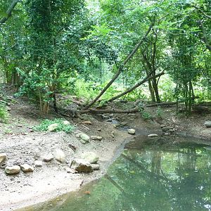 Zoo Atlanta - Sumatran Tiger Exhibit
