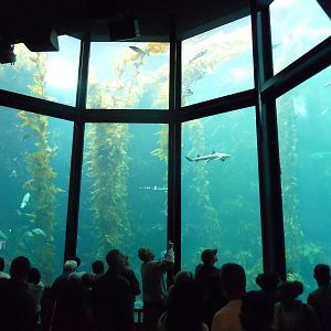 Monterey Bay Aquarium - Kelp Forest Exhibit