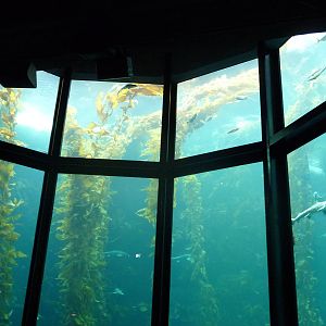 Monterey Bay Aquarium - Kelp Forest Exhibit