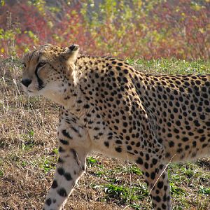 Cheetah