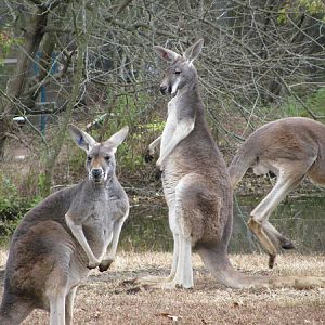 Red Kangaroo