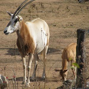 Scimitar-horned Oryxes