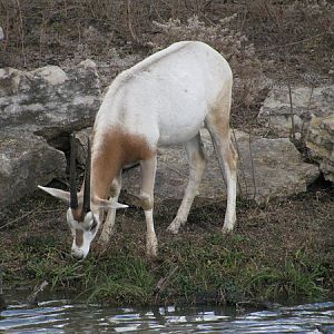 Scimitar-horned Oryx