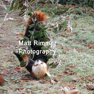 Lily going mad for berries