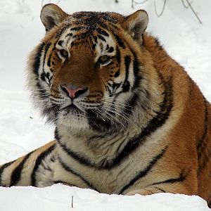 Panthera tigris altaica / Amur tiger (male Vasya), Riga Zoo 11-12-2010.