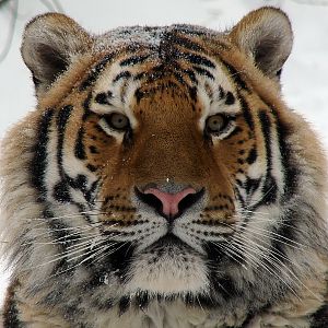 Panthera tigris altaica / Amur tiger (male Vasya), Riga Zoo 11-12-2010.