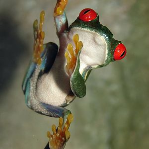Agalychnis callidryas / Red-eyed tree frog, Riga Zoo 11-12-2010.