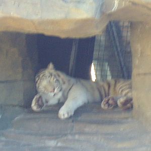 Jungala - White Tiger