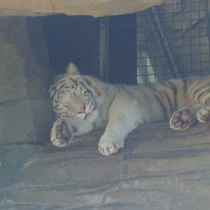 Jungala - White Tiger