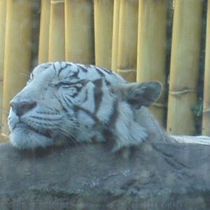 Jungala -White Tiger