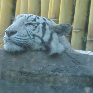 Jungala -White Tiger