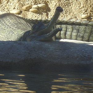 Jungala - Gharial