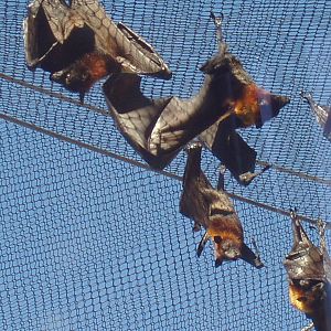 Jungala - Flying Fox