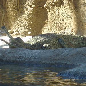 Jungala - Gharial