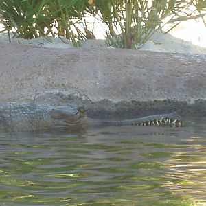 Jungala - Gharial