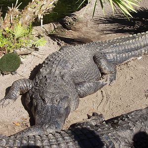 American Alligator