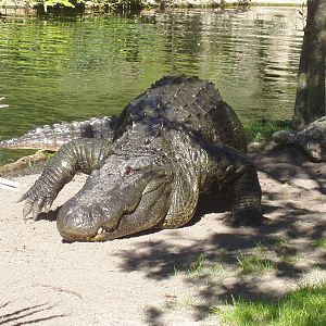 American Alligator