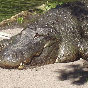 American Alligator
