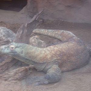 Komodo Dragon