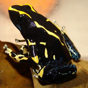 Dendrobates tinctorius var. Allanis / Yellow-and-blue poison dart frog, Rig
