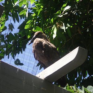 Hammerkop