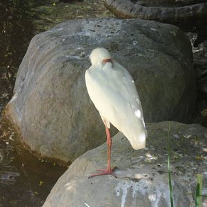 African Spoonbill