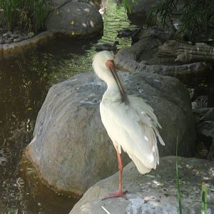 African Spoonbill