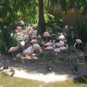 Lesser Flamingo