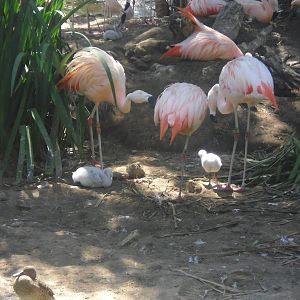 Lesser Flamingo