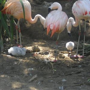 Lesser Flamingo and Chicks
