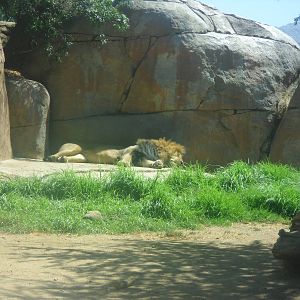 African Lion