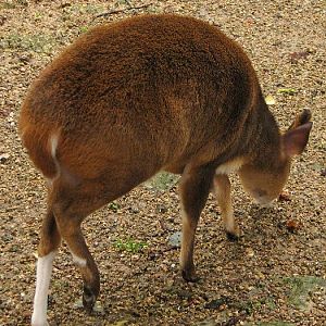 Muntjack with white markings