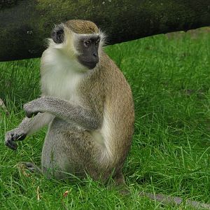 Green mokey (Chlorocebus sabaeus)