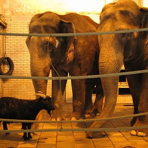 Old elephant cows with a pygmy goat