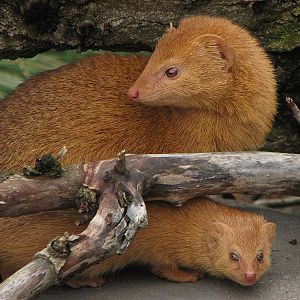 Slender Mongoose (Galerella sanguinea)