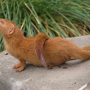 Slender Mongoose (Galerella sanguinea)