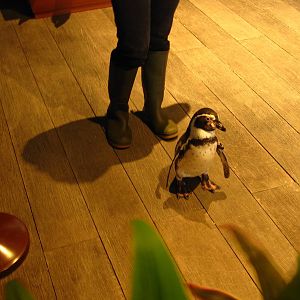 Penguin Coast - Penguin Ambassador